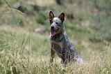 BOUVIER AUSTRALIEN 339